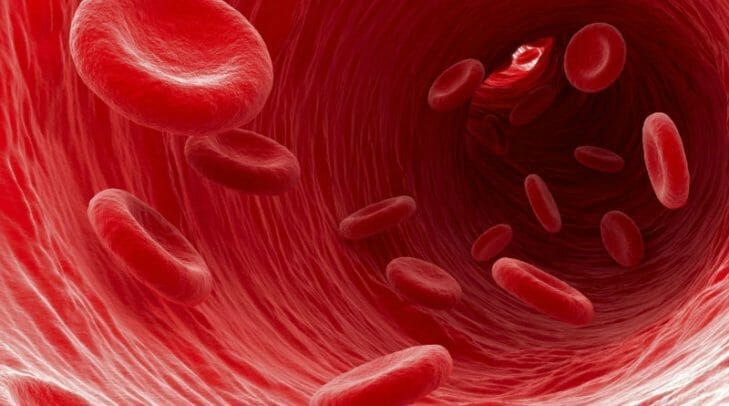 globulos rojos viajando por el torrente sanguíneo de una arteria