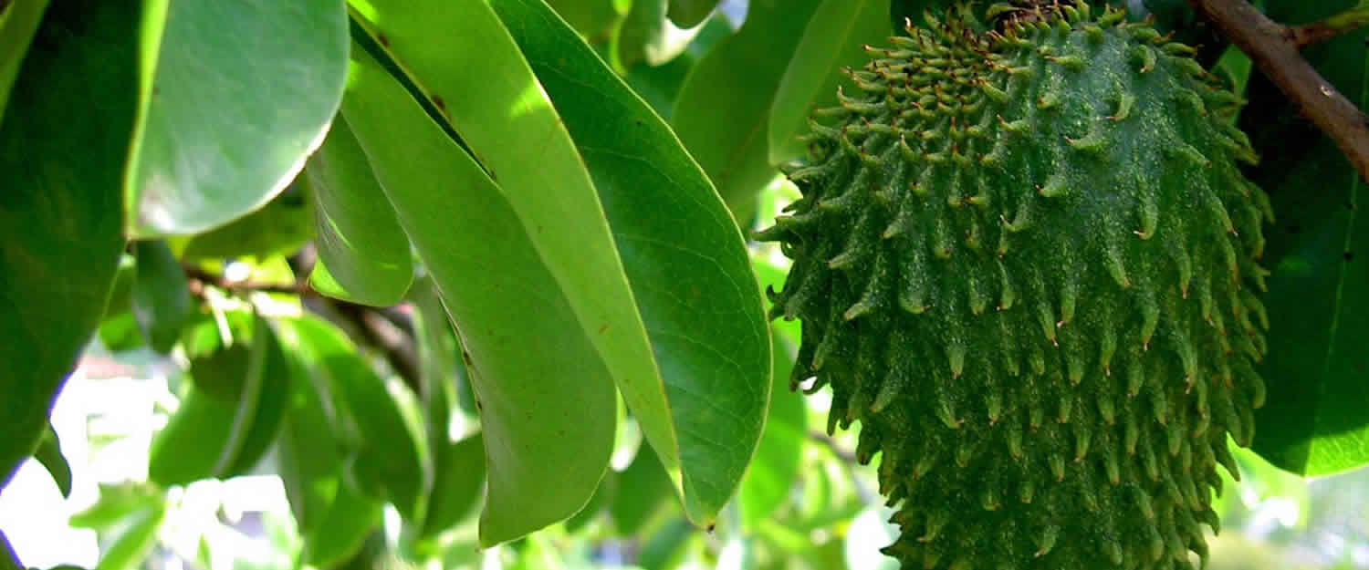 hojas de guanabana en la naturaleza